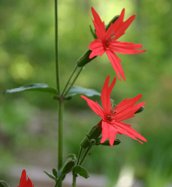Silene virginica - Fire Pink - Wildflower