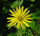 Silphium perfoliatum - Cup Plant - Wildflower