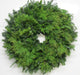 Single Face Fraser Fir & Cedar Wreath - 12-14 / No Bow / No 