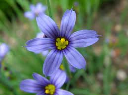 Sisyrinchium angustifolium - Narrow Leaf Blue Eyed Grass - 