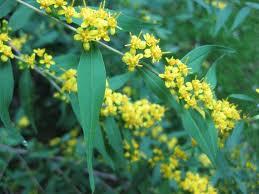 Solidago caesia - Bluestem Goldenrod