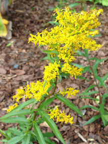 Solidago odora - Sweet Goldenrod