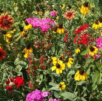 Southeast Native Wildflower Seed Mix - Seed Mixes