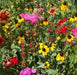 Southeast Native Wildflower Seed Mix - Seed Mixes