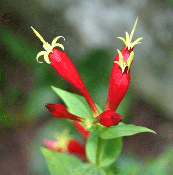 Spigelia marilandica - Indian Pink Pinkroot - Wildflower