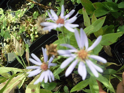 Symphyotrichum laeve - Smooth Aster - Wildflower