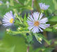 Symphyotrichum puniceum - Swamp Aster - Wildflower
