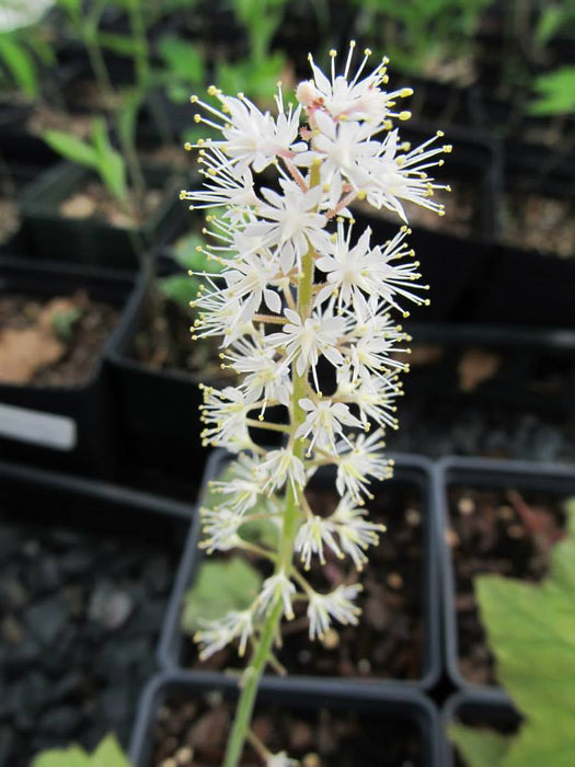 Tiarella cordifolia - Foam Flower - Wildflower