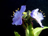 Tradescantia subaspera - Spiderwort - Wildflower