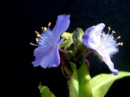 Tradescantia subaspera - Spiderwort