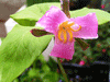 Trillium catesbaei - Rose Trillium - Wildflower