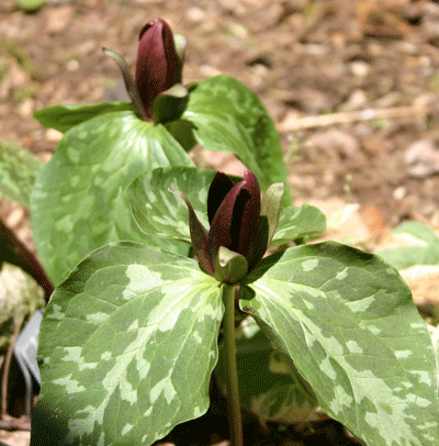 Trillium cuneatum - Toad Trillium - Wildflower
