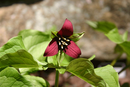 Trillium erectum - Purple Trillium, Wake Robin