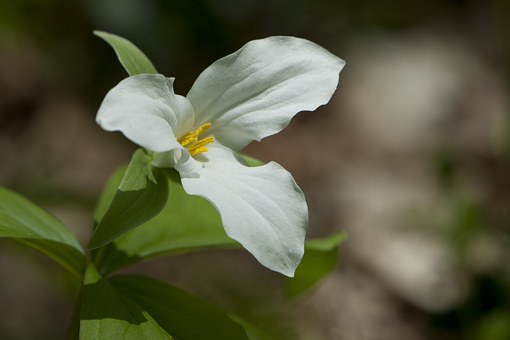 Trillium flexipes - White Trillium - Wildflower