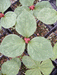 Trillium recurvatum - Prairie Trillium - Wildflower
