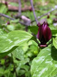 Trillium recurvatum - Prairie Trillium