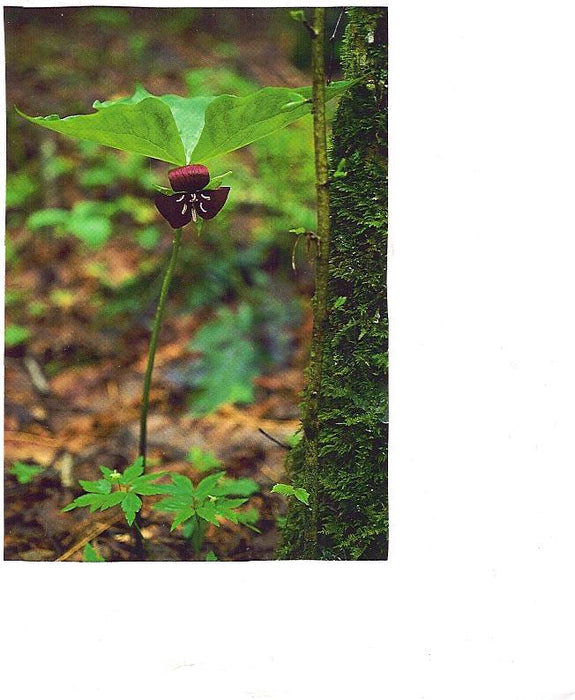 Trillium vaseyi - Vasey’s Trillium - Wildflower