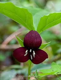 Trillium vaseyi - Vasey’s Trillium