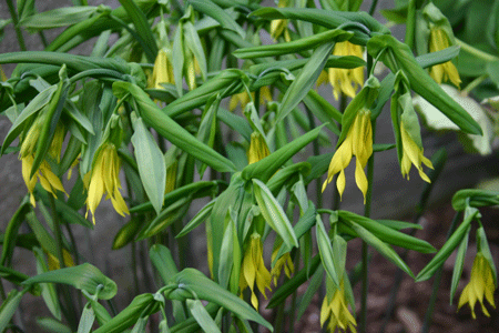 Uvularia grandiflora - Big Merrybells
