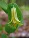 Uvularia perfoliata - Bellwort - Wildflower
