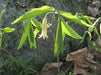 Uvularia sessilifolia - Little Merrybells - Wildflower