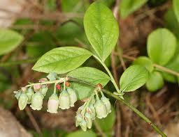 Vaccinium vacillans - Blueberry