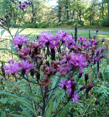 Vernonia noveboracensis - Ironweed - Wildflower