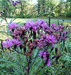 Vernonia noveboracensis - Ironweed - Wildflower