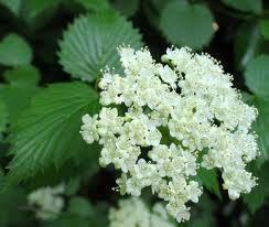 Viburnum dentatum - Arrowood Viburnum