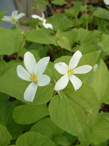 Viola canadensis - Canada Violet - Wildflower