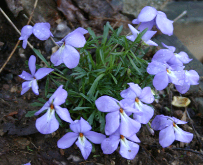 Viola pedata - Birdsfoot Violet - Wildflower