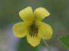 Viola pubescens - Smooth Yellow Violet - Wildflower