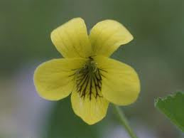 Viola pubescens - Smooth Yellow Violet - Wildflower