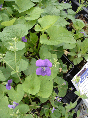 Viola sororia - Common Blue Violet - Wildflower