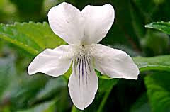 Striped Cream Violet (Viola striata) 11 Viola striata - Pale or Cream Violet