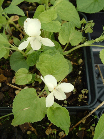 Viola striata - Pale or Cream Violet - Wildflower