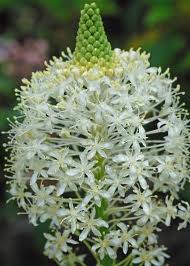 Xerophyllum asphodeloides - Turkey’s Beard - Wildflower