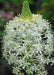 Xerophyllum asphodeloides - Turkey’s Beard - Wildflower